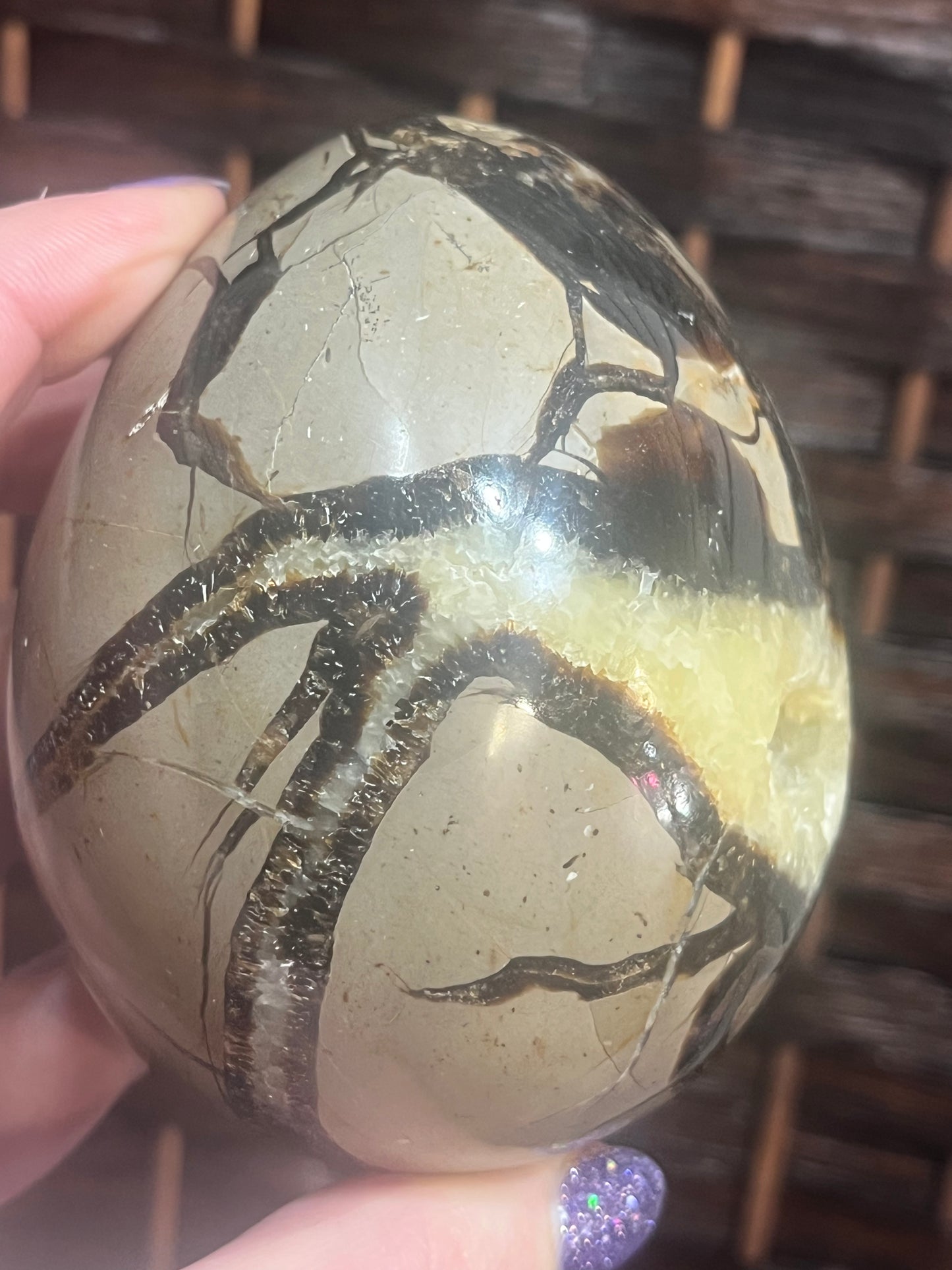 Dragon egg: Septarian