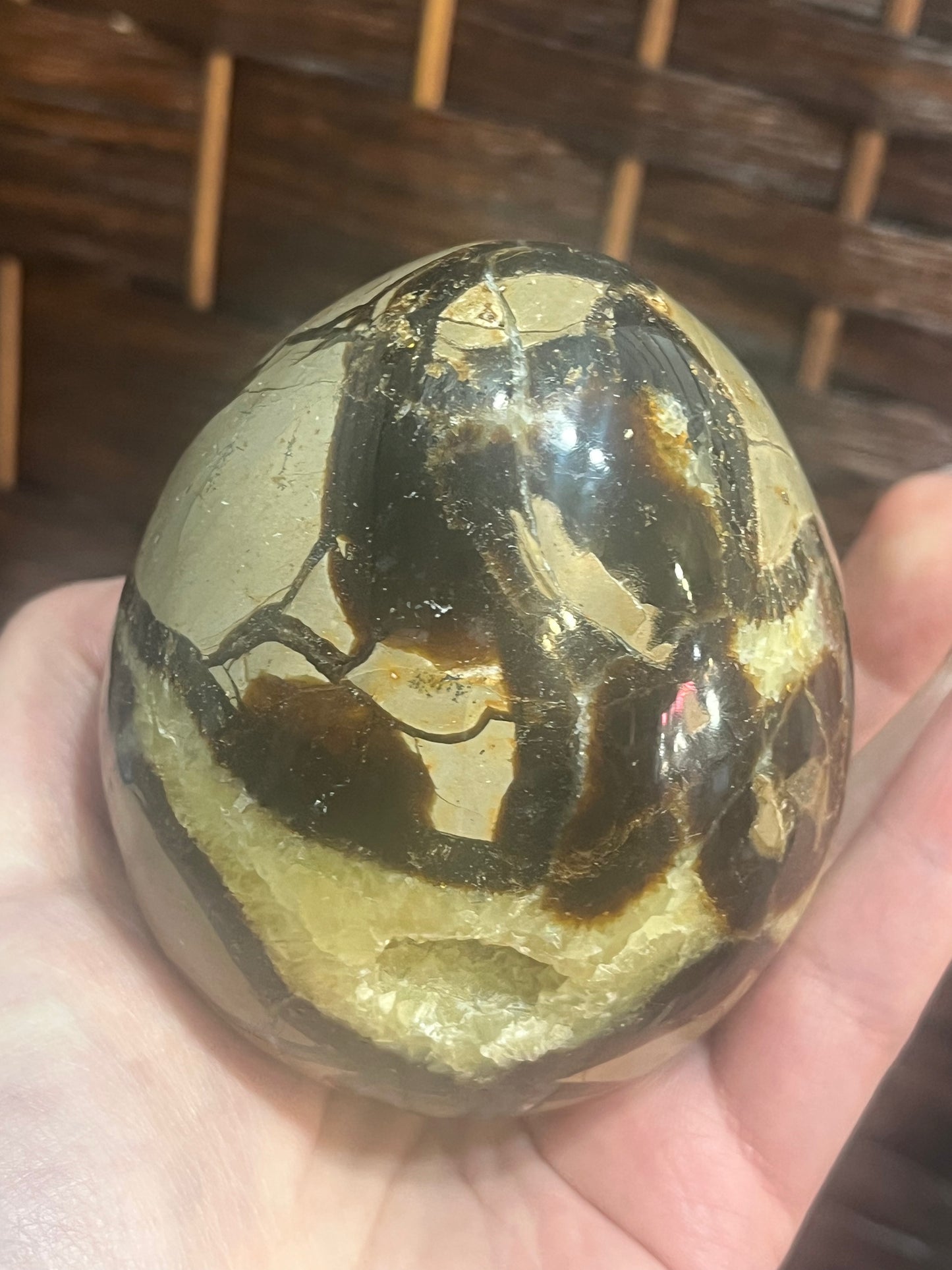 Dragon egg: Septarian