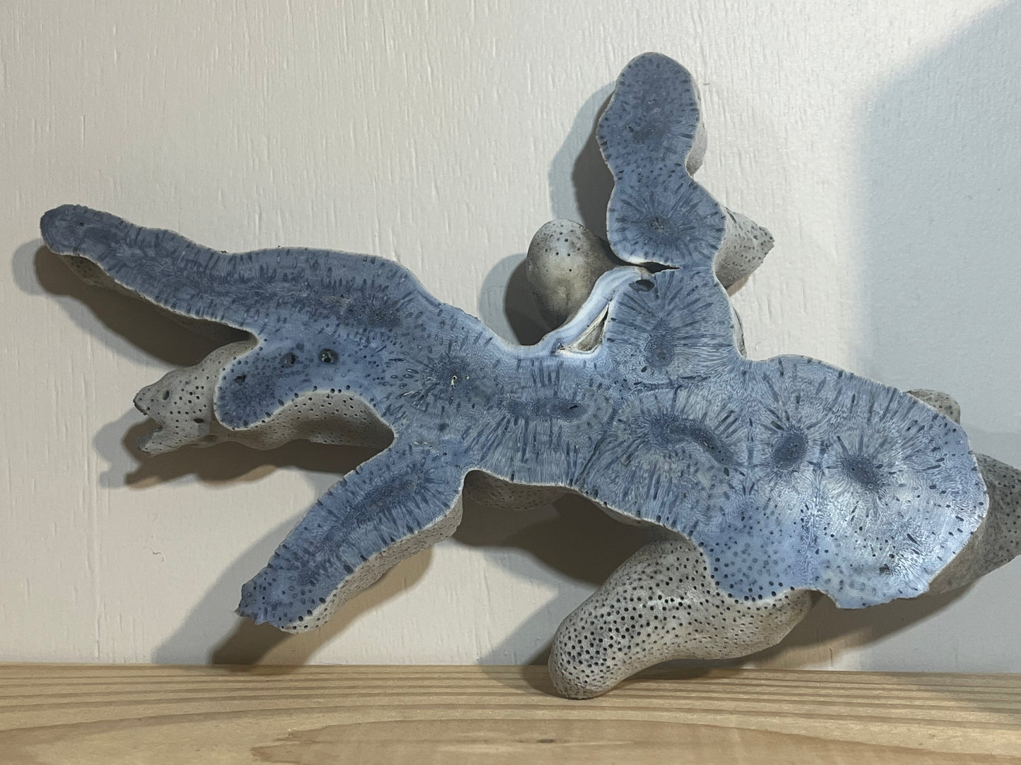 Polished Fossil Coral Specimen – Rare Blue & Grey