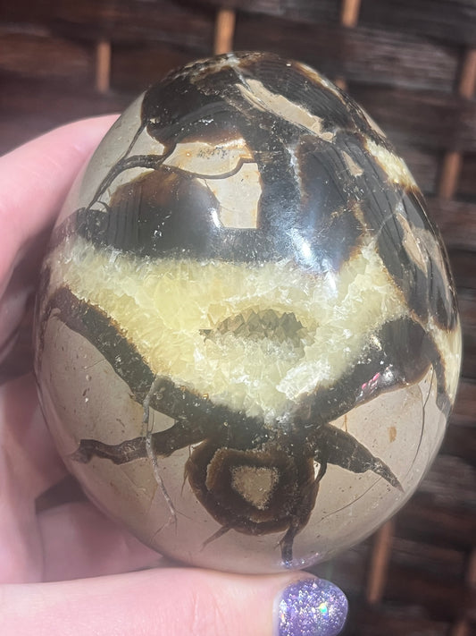 Dragon egg: Septarian